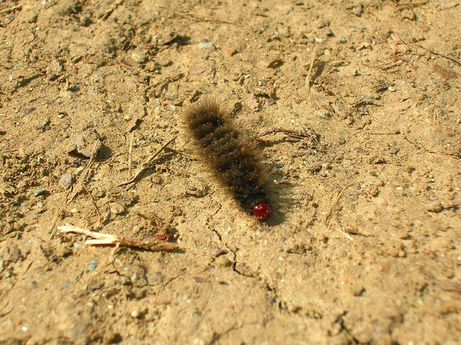 Bruchi di Amata phegea